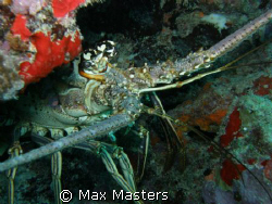 This is a carribean spiny lobster peaking around a piece ... by Max Masters 